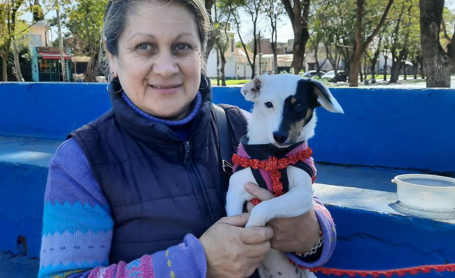 Zoonosis Brown vacunó y desparasitó a 2500 animales durante una jornada en las localidades