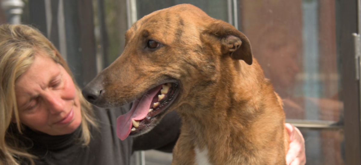 La feliz historia de Poncho, el perro que volvió tras dos meses gracias a Zoonosis Brown y Bomberos